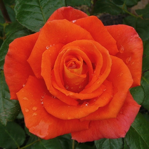 Monica® - trandafiri - www.ioanarose.ro